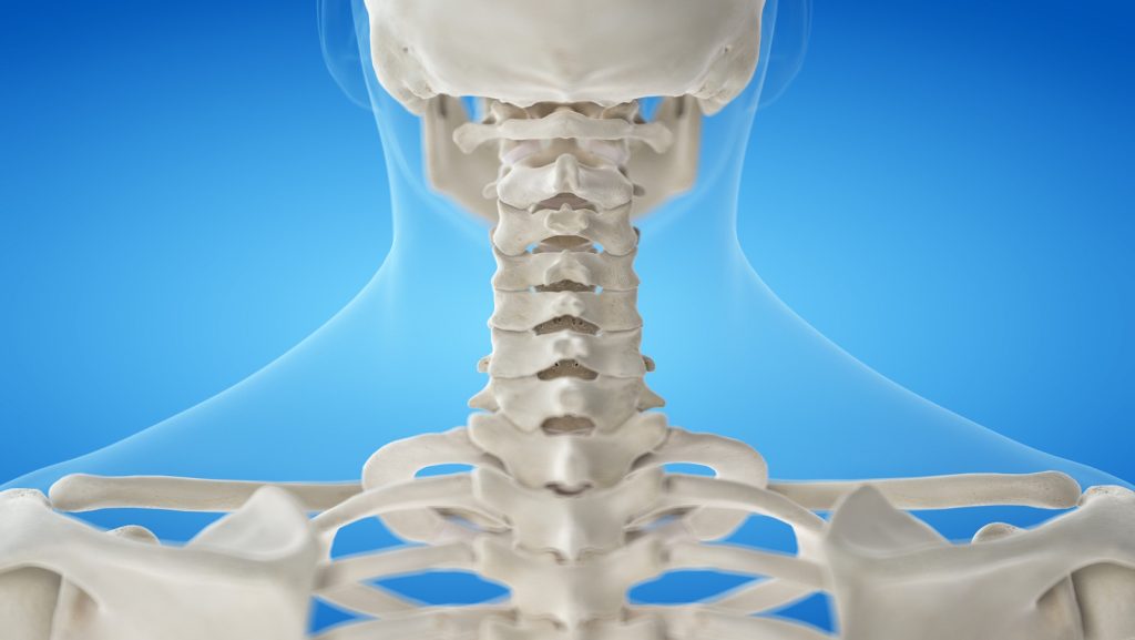 Intervertebral Discs