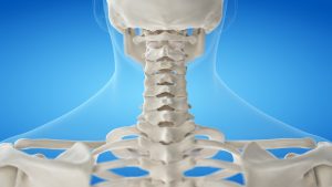 Intervertebral Discs