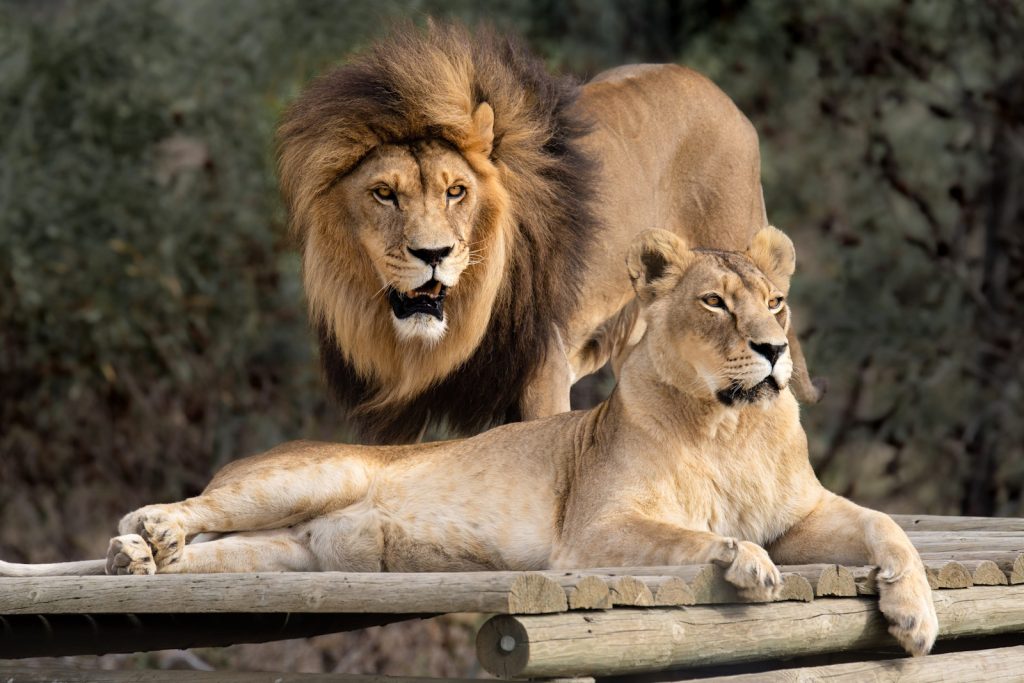 Wildlife Park
