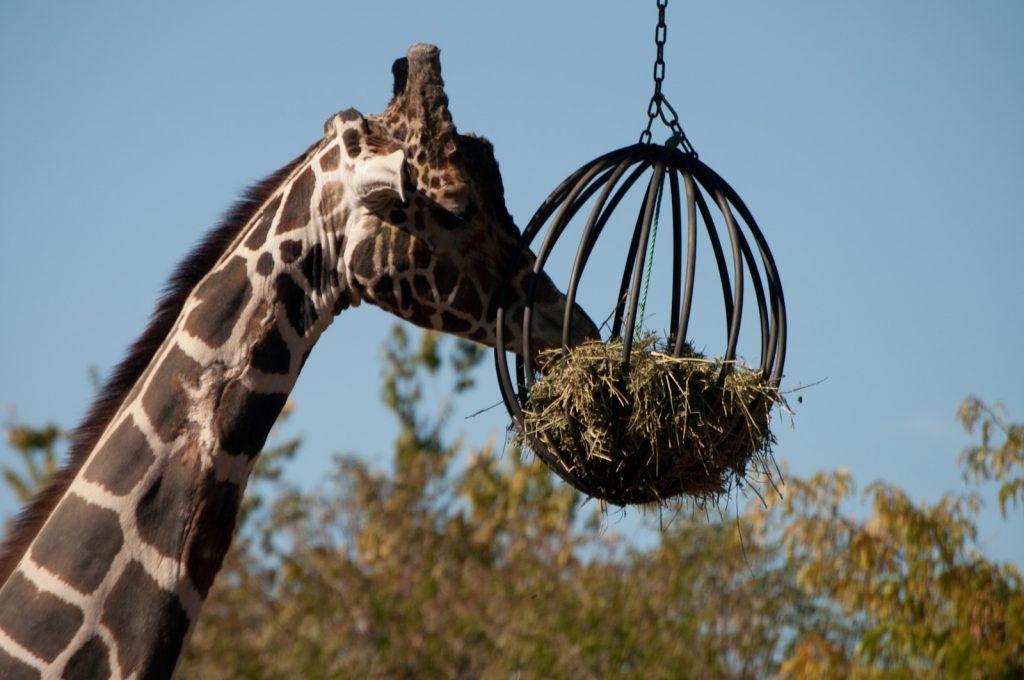 Zoo Accident Claim