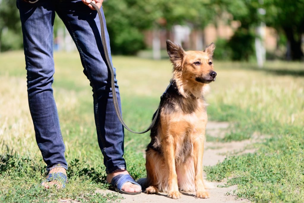 Controlling A Dog